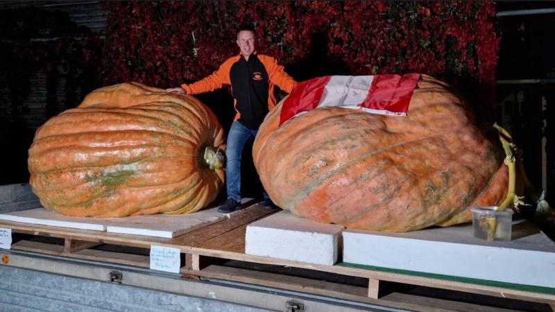 Európa legnagyobb tökéje immár a burgenlandi gazdák birtokába került.