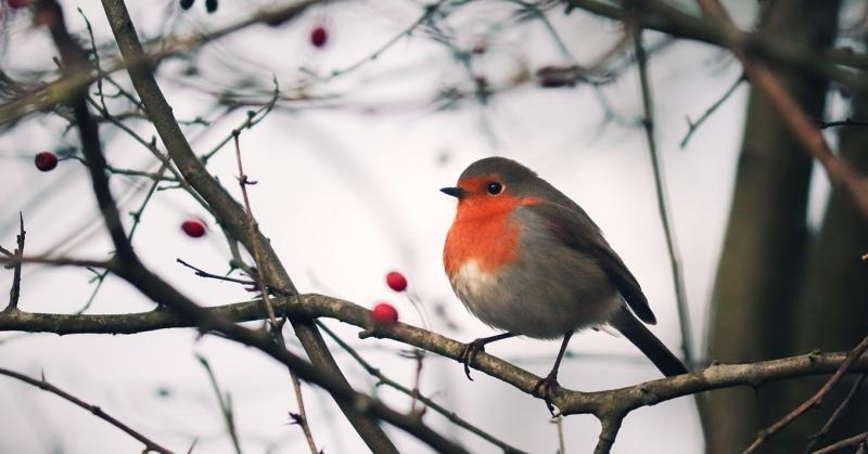 Fedezd fel a legelbűvölőbb téli madármegfigyelő helyszíneket Magyarországon! Ezek a pontok nem csupán a természet csodáit kínálják, hanem igazi élményt is a madárbarátok számára. A hóval borított tájak és a fák ágai között fészkelő különféle madárfajok le