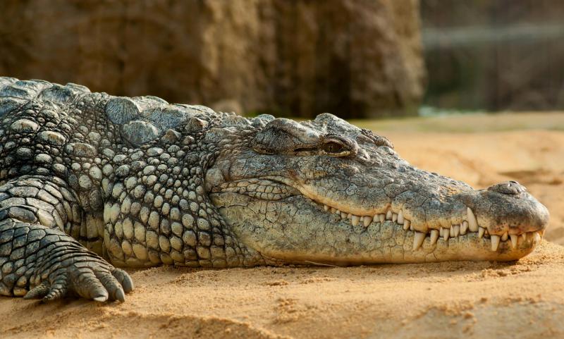 Elhunyt a híres Krokodil Dundee krokodilja.