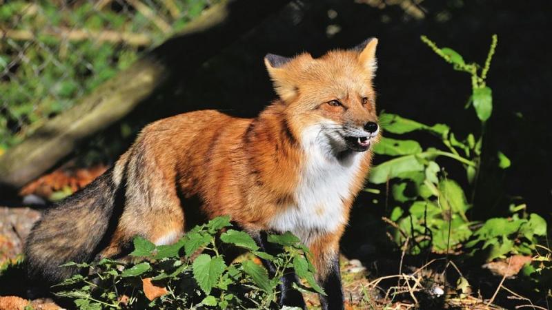 Kilövik a Marcaliban randalírozó rókákat | Sokszínű vidék

A Marcal folyó partján, ahol a természet szépsége és a városi élet találkozik, nem mindennapi esemény zajlik. A helyi hatóságok kénytelenek voltak drasztikus lépéseket tenni a környéken randalíroz