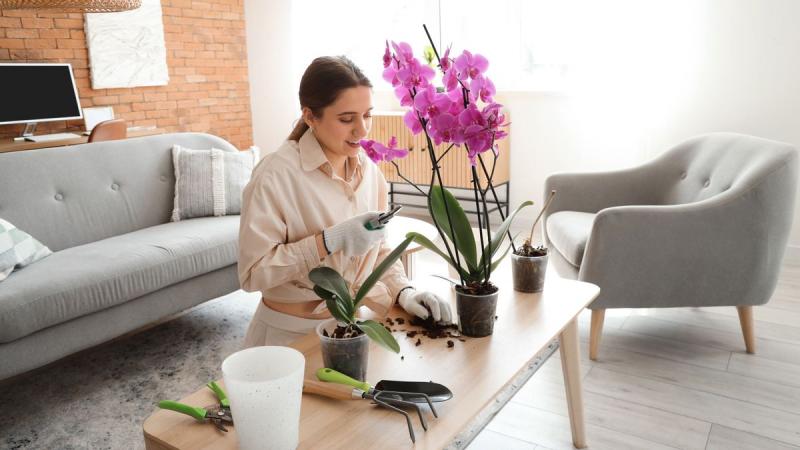 Hogyan varázsold a szeszélyes orchideádat virágzó csodává? Fedezd fel a titkokat, amelyek segítségével bőségesen virágzó példányokat nevelhetsz! - Életmód