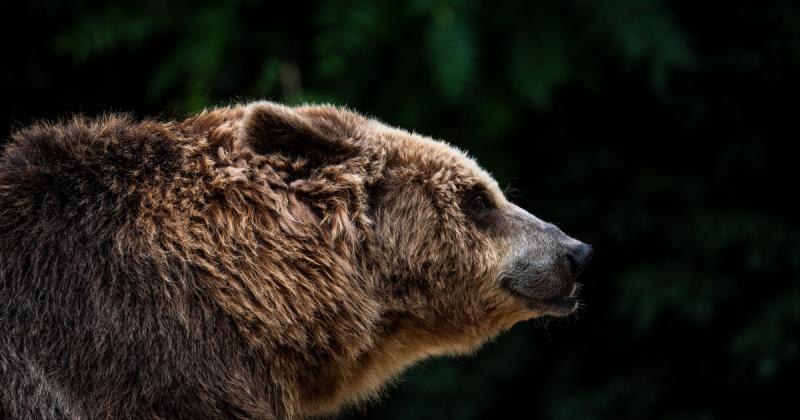 Barnamedvék tűntek fel az Aggteleki Nemzeti Park déli területein.