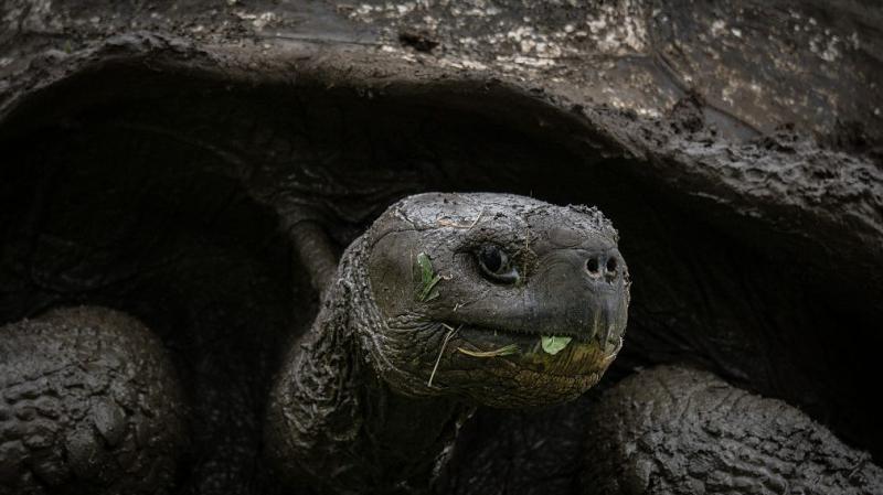 Százharmincöt évnyi csendes várakozás és sok-sok kísérlet után végre napvilágra került Góliát, a teknős.