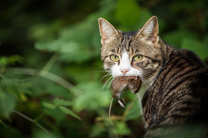 A ciprusi emberek számára a sterilizálás már nem jelent megoldást.