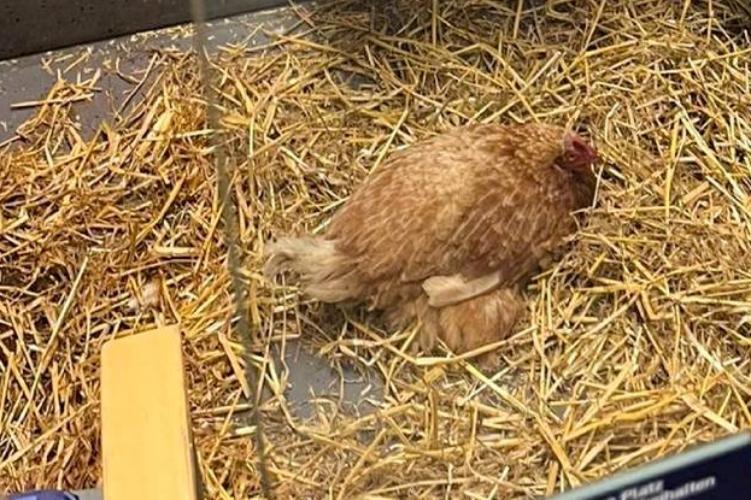 Első osztályon utazó csirkék okozták a vasúti forgalom leállását.