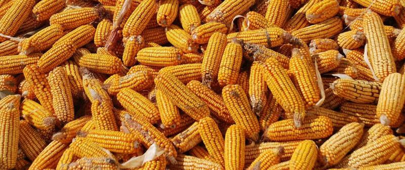 Évről évre elképesztő mértékű tárolási veszteségekkel kell szembenézni, hiszen a gabonatermés közel 40%-a sajnos kárba vész.