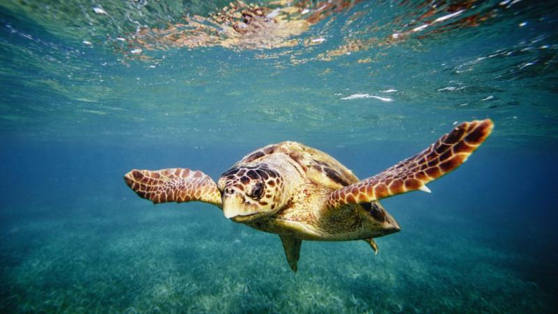 A tánc varázslatos világán keresztül fedezték fel, hogy a vándorló teknősök miként találják meg az utukat.